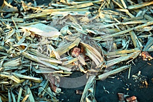 Cut leaves, cobs and chaff lying on the ground