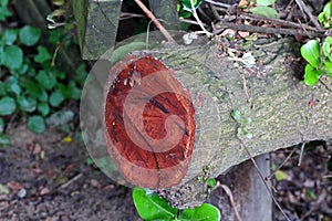 CUT LOG OF COASTAL MILKWOOD WITH EXPOSED RED WOOD