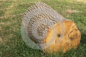 Big oak tree log
