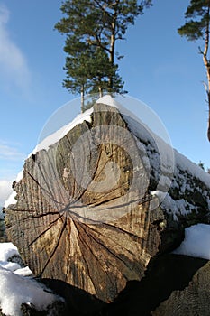 Cut log in snow