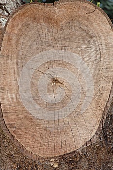 Cut log wood grain
