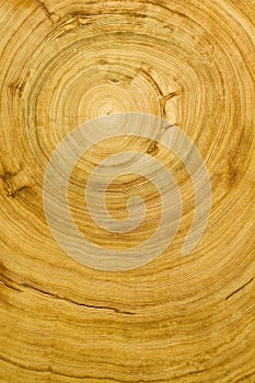 Cut log wood grain texture