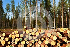 Cut logs at the edge of the forest