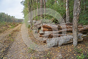 The cut logs lie in the forest