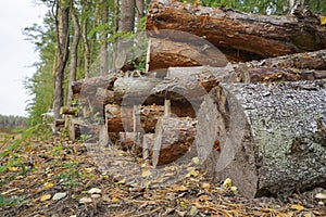 The cut logs lie in the forest