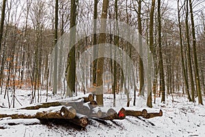 Cut logs in the snow in the forest marked as biological