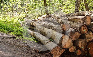Cut and marked tree logs