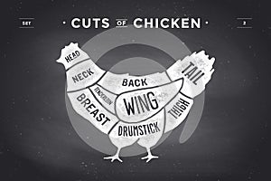 Cut of meat set. Poster Butcher diagram and scheme - Chicken. Vintage typographic hand-drawn. Vector illustration.