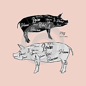 Scheme and guide - Pork. Vintage typographic hand-drawn. Vector