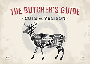 Cut of meat set. Poster Butcher diagram, scheme - Venison