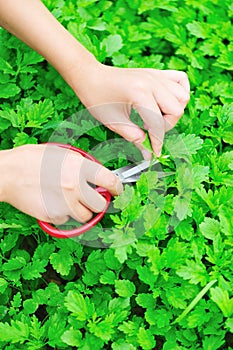 Cut motherwort herb photo