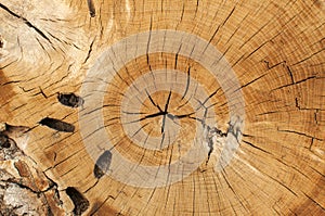 Cut oak log surface