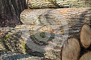 Cut oak logs in forest