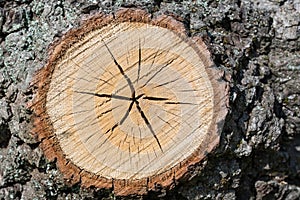 Cut oak tree branch texture backdround