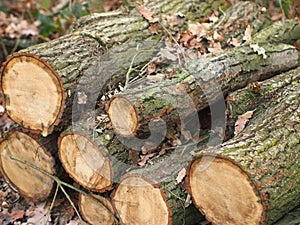 Cut oak tree logs