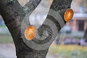 Cut off dry branches on trees, a fresh mark on the trunk