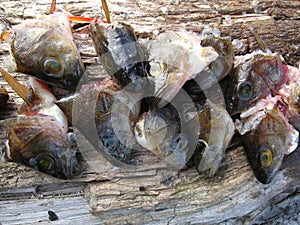 Cut off fish heads photo