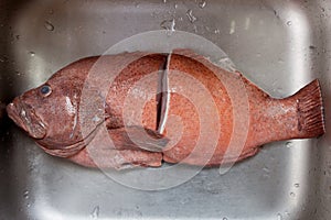 cut off half body of Red-banded grouper in the sink.