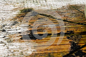 A cut of Old wooden oak tree surface. Detailed warm dark brown and orange tones of a felled tree trunk or stump. Rough