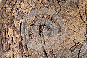 Cut of Old wooden structure pattern