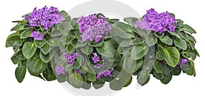 Cut out african violet, bed of flowers