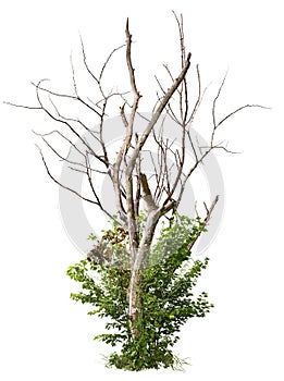 Cut out bare tree with dry branches and green foliage