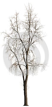 Cut out bare tree in winter.