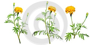 Marigold flower isolated on white background. photo