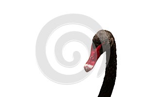 Cut out of a black swan head