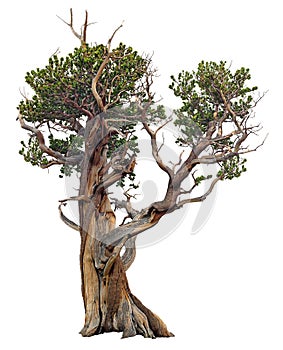 Cut out Bristlecone Pine with twisted trunk