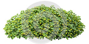 Cut out bush. Green foliage hedge isolated on white background