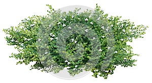 Cut out bush with white flovers