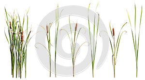 Cut out cattail. Distaff isolated photo