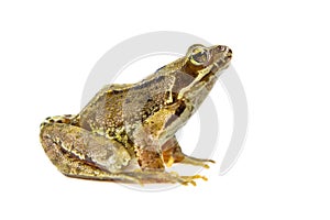 Cut out Common frog photo