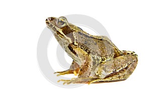 Cut out Common frog on white background