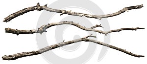 Cut out dead tree branches.