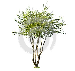 Cut out Elm tree, isolated tree with green leaves