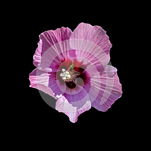 Cut out flower on isolated background