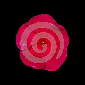 Cut out flower on isolated background