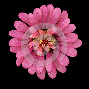 Cut out flower on isolated background