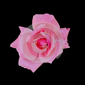 Cut out flower on isolated background