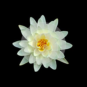 Cut out flower on isolated background