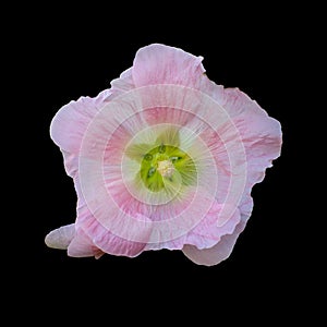 Cut out flower on isolated background