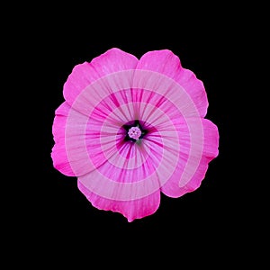 Cut out flower on isolated background