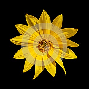 Cut out flower on isolated background