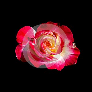 Cut out flower on isolated background