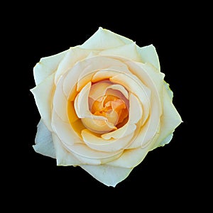 Cut out flower on isolated background