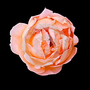 Cut out flower on isolated background