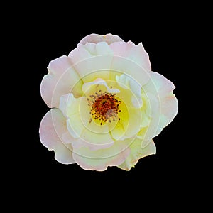 Cut out flower on isolated background with clipping path