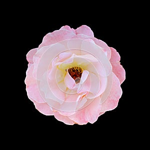 Cut out flower on isolated background with clipping path